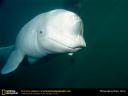 beluga-whale-thumbnail