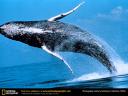 humpback-whales-breaching-thumbnail