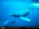 humpback-whales-singing-thumbnail