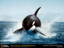 orca-killer-whale-thumbnail