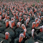 thanksgiving-day-facts-2011_44152_600x450-150x150
