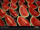 watermelon-wedges-959587-sw-thumbnail